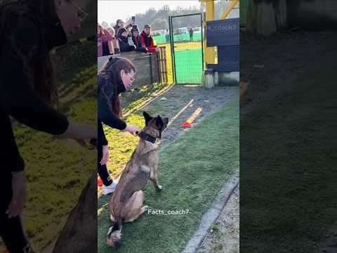 Thumbnail for Dog Wins High Jump Competition 🏆🐶 by Facts Coach