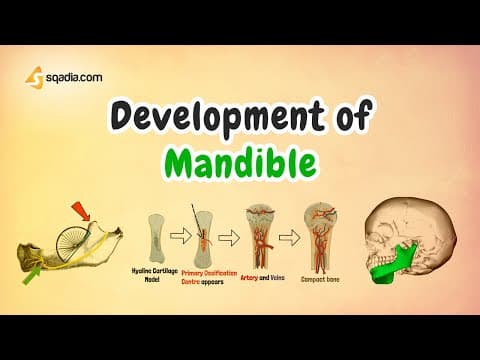 Thumbnail for Development of Mandible | Anatomy and Embryology for Medical Students by sqadia.com