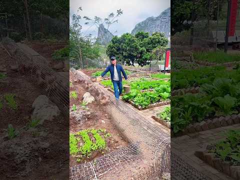 Thumbnail for Smart Chicken Setup That Changes Everything by SGTV