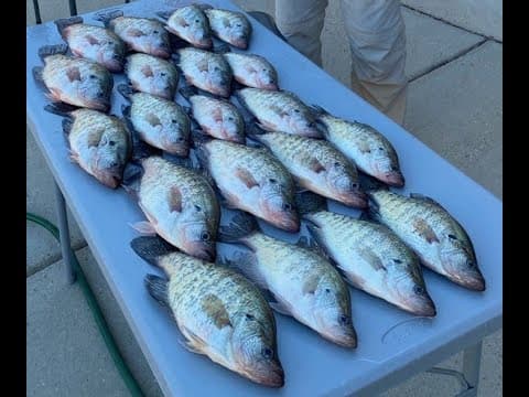 Thumbnail for Aggressive Crappie Bite - Ross Barnett - Early March 2025 by Pawpaw Pete Fishing