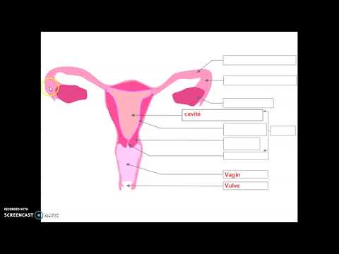 Thumbnail for Appareil reproducteur féminin by Bouilloux Caroline