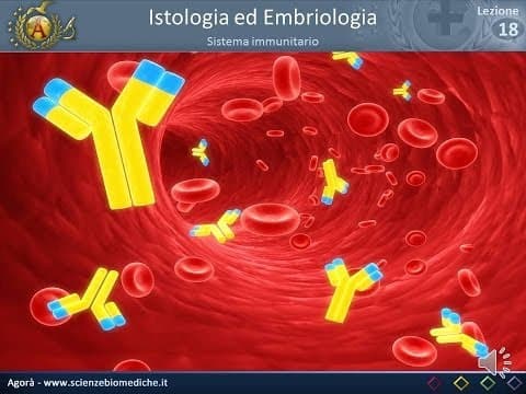Thumbnail for Istologia 18 - Sistema immunitario by Agora Scienze Biomediche