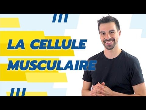 Thumbnail for COURS DE TERMINALE SPÉCIALITÉ SVT CHAP.16: LA CELLULE MUSCULAIRE, UNE STRUCTURE SPÉCIALISÉE by Bio Logique