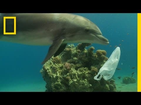 Thumbnail for How We Can Keep Plastics Out of Our Ocean | National Geographic by National Geographic