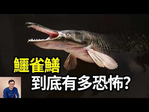 Thumbnail for 為了抓一條魚抽乾一個湖有必要嗎？鰐雀鱔到底有多恐怖？3米多長，150公斤重，能活90歲！千萬別再“放生”寵物了，雖然有點好吃……【老肉雜談】鱷魚火箭 幽靈火箭 福鱷 by 老肉雜談