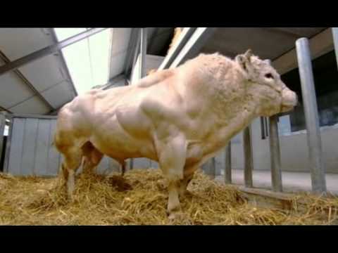 Thumbnail for La granja del Dr Frankenstein 1 parte 1 by PabloCesarC