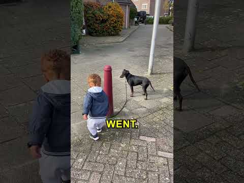 Thumbnail for Baby Stumbles Upon A Challenging Obstacle! 😍 @ollie_manchester_terrier by World Vista