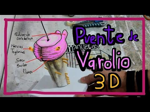 Thumbnail for Puente de Varolio Maqueta 3D by emmanuel cortés (mayyel)