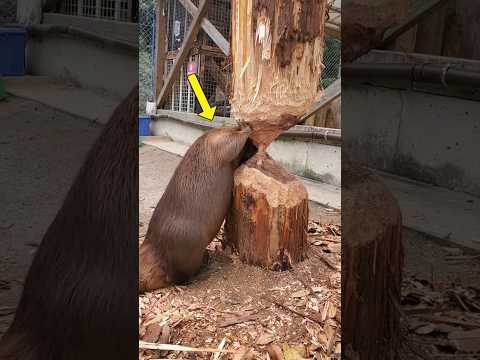 Thumbnail for #cutebabies by Pixel Genix