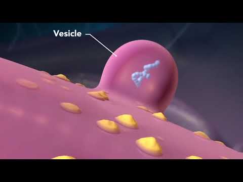 Thumbnail for La célula. Características, tipos y funcionamiento. by ICiencias