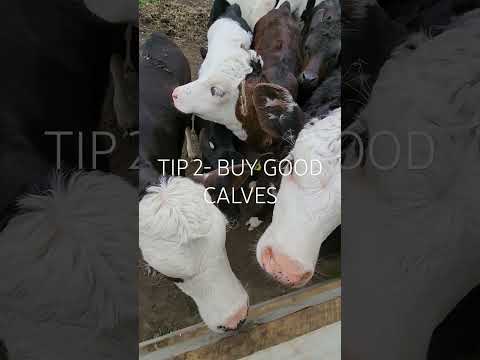 Thumbnail for 4 Calf Rearing Tips for beginners by TheCurleFarm