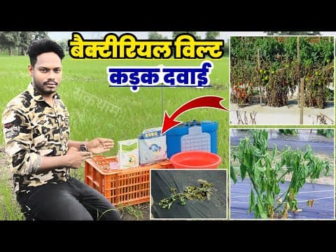 Thumbnail for बैक्टिरियल विल्ट की रोकथाम | Bacterial Wilt Control | tomato | Chilli | उकड़ा रोग की रोकथाम by The Advance Agriculture