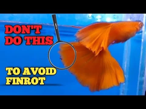 Thumbnail for HOW TO AVOID FINROT ( ENGLISH) by POPCORN SAKALAM