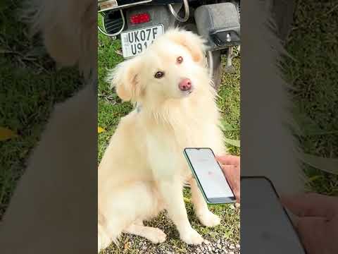 Thumbnail for Does Dog translator work? by Ayush Bhandari