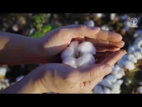 Thumbnail for World Cotton Day 2025 – Cotton, the Fabric of Our Lives by Food and Agriculture Organization of the United Nations