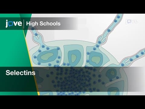 Thumbnail for Selectins | Cell Bio | Video Textbooks - Preview by JoVE For Middle and High Schools