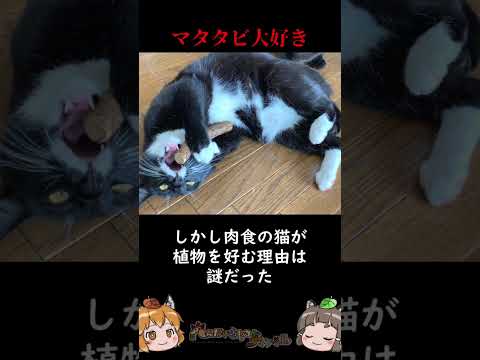 Thumbnail for 近年解明されたばかりの猫の秘密3選 #shorts #へんないきものチャンネル #猫のいる暮らし by へんないきものチャンネル
