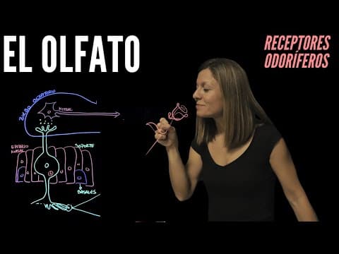 Thumbnail for Fisiología del olfato: receptores sensitivos y mecanismo de transducción by La pizarra de Noe
