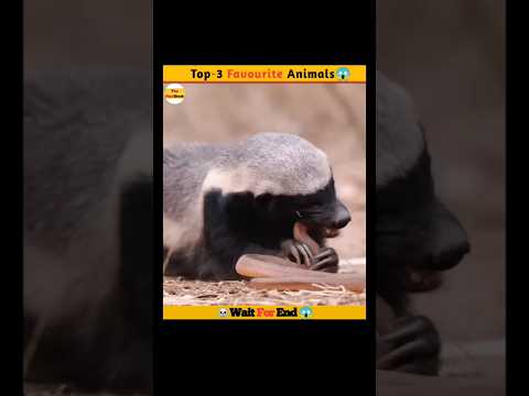 Thumbnail for Top-3 Favourite Animals| Animals Facts #viralvideo #ytshorts #shorts #short #viralshort #facts by The FactBook