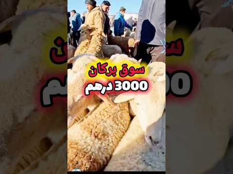 Thumbnail for 🐑 شحال وصل ثمن الحولي في بركان 2026؟ 😱 الأسعار طلعات ولا طاحت؟ (صدمة!) by AyoBil_News