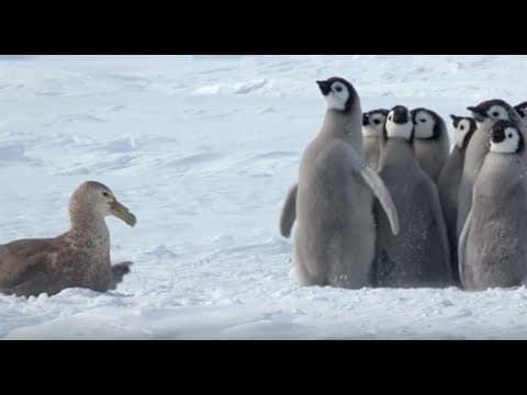 Thumbnail for Penguin Chicks Stand Up To Giant Petrel...With The Help of a Friend! by John Downer Productions