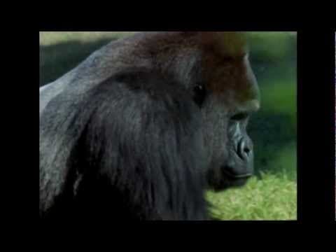 Thumbnail for Primates-the Apes by Odyssey Earth