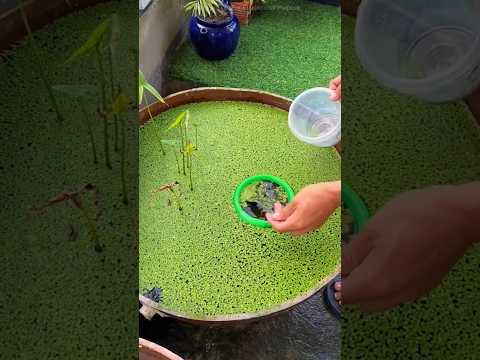 Thumbnail for He Didn't Clean The FISH TANK For a Year🤯😱#shorts #viral #trending #viralvideos #trending #education by Kiddy FaCts