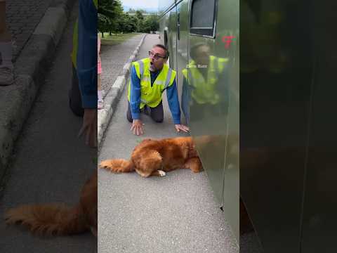 Thumbnail for This Dog Saved The Life Of a Kitten by Zams Buzz