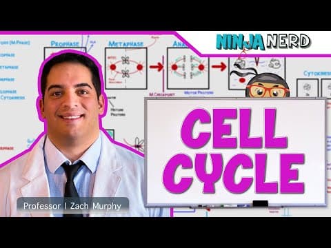 Thumbnail for Cell Biology | Cell Cycle: Interphase & Mitosis by Ninja Nerd