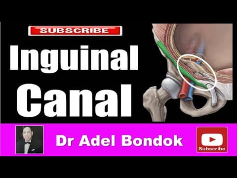Thumbnail for Inguinal Canal and Inguinal Hernia, Dr Adel Bondok Making Anatomy Easy by Dr Adel Bondok Anatomy Channel