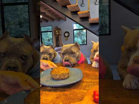 Thumbnail for Look, this owner comes by cooking food for the dog#fact#shorts by Facto Grip 