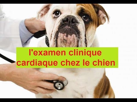Thumbnail for l'examen clinique cardiaque chez le chien by vétos zone