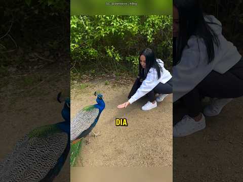 Thumbnail for Mimpinya Akhirnya Menjadi Kenyataan❗🦚✨ #shorts by By Alan S