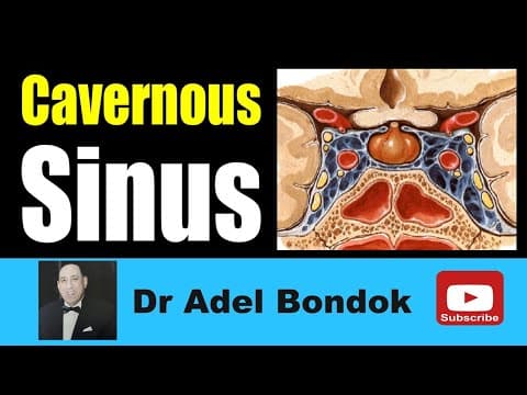 Thumbnail for Cavernous Sinus, Dr Adel Bondok Making Anatomy Simple by Dr Adel Bondok Anatomy Channel