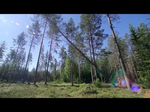 Thumbnail for Metsät 1. Puut ja niiden käyttö by Kiertotalous / Circular economy