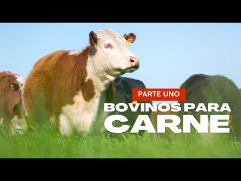 Thumbnail for BOVINOS PARA CARNE parte uno by Almanaque Zootécnico 