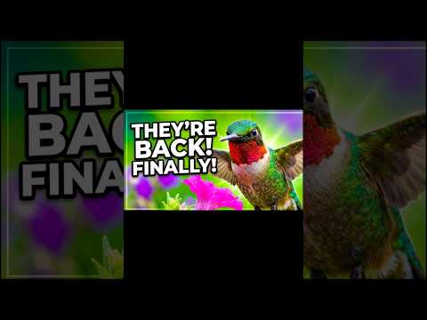 Thumbnail for They Came Back Again…  Hummingbirds Visit Annually by Tales, Topics and Tomfoolery