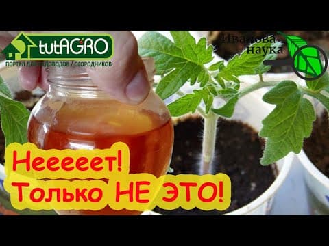 Thumbnail for ЧЕМ НЕ СТОИТ ПОДКАРМЛИВАТЬ РАССАДУ. Остановка роста, хлороз, отравление и вонища ОТ ЭТИХ ПОДКОРМОК. by Иванова Наука