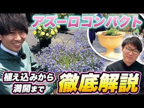 Thumbnail for 【春ガーデニング】アズーロコンパクトの生育過程とお手入れ方法を解説します！ by サントリーフラワーズ公式チャンネル