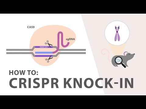 Thumbnail for How to perform a CRISPR Knockin Experiment by Applied Biological Materials - abm
