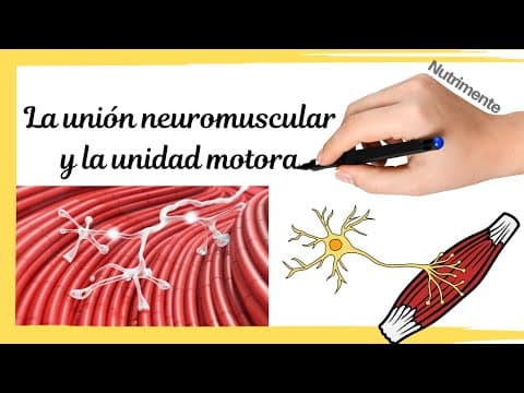 Thumbnail for La UNIÓN NEUROMUSCULAR y la UNIDAD MOTORA by Nutrimente