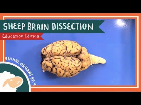 Thumbnail for Brain Dissection || Always on My Mind [EDU] by Silvergrass Institute