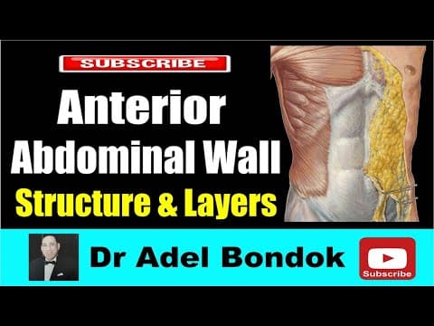 Thumbnail for Anterior Abdominal Wall: Structure & Layers, Dr Adel Bondok Making Anatomy Easy by Dr Adel Bondok Anatomy Channel