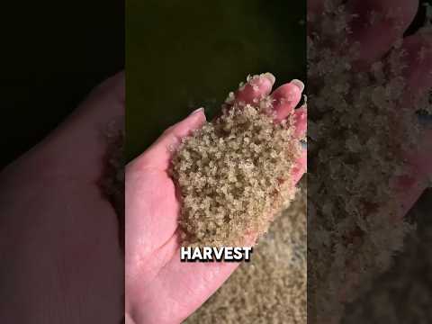 Thumbnail for Why Farmers Release Millions of These Into Their Fields by Earth's Journal