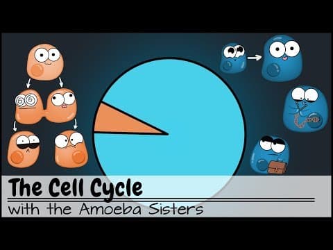 Thumbnail for The Cell Cycle (and cancer) [Updated] by Amoeba Sisters