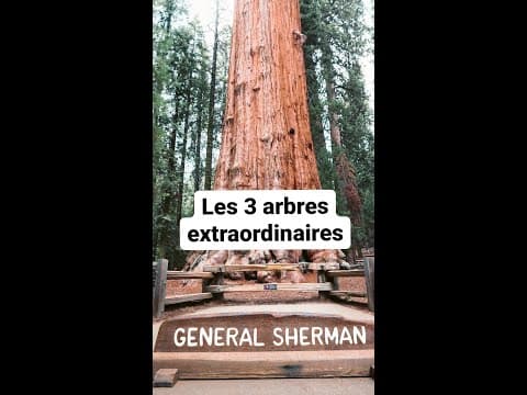 Thumbnail for Les 3 arbres les plus extraordinaires au monde #shorts by Jamy - Epicurieux