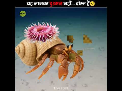 Thumbnail for When Animals Work Together 😧 by The Fact