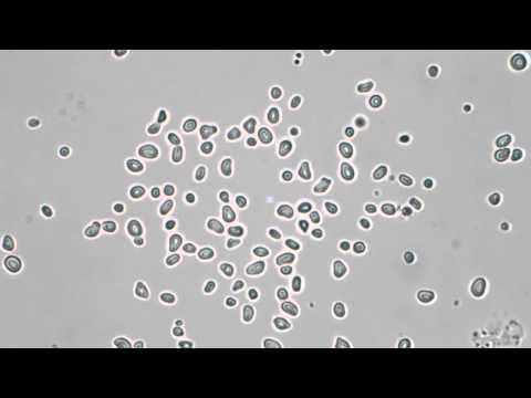 Thumbnail for Pollen Grains in Water - Brownian Motion by Yeo Yong Kiat