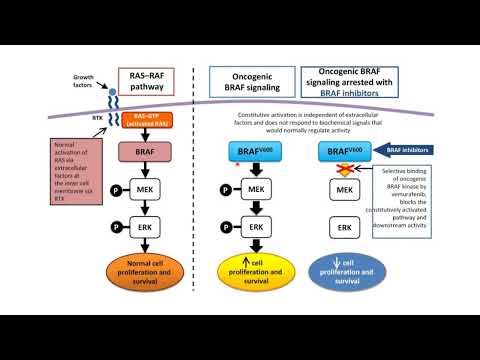 Thumbnail for Comment la mutation BRAFV600E altère une voie de signalisation et favorise la formation de cancers by Biologie Cellulaire et Génétique du Développement