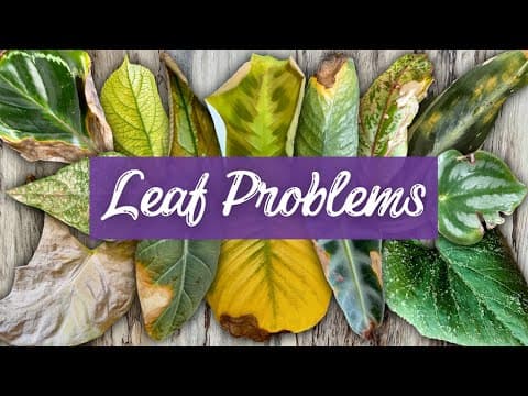 Thumbnail for Master the Language of Houseplant Leaves: Learn What They're Trying To Tell You by Aloha Plant Life